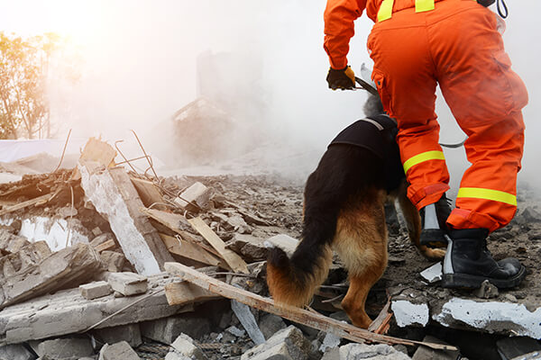 Rescue worker with dog searching for survivors after an earthquake